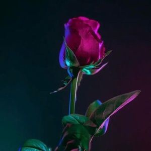 Meet your Posher, Lisseth